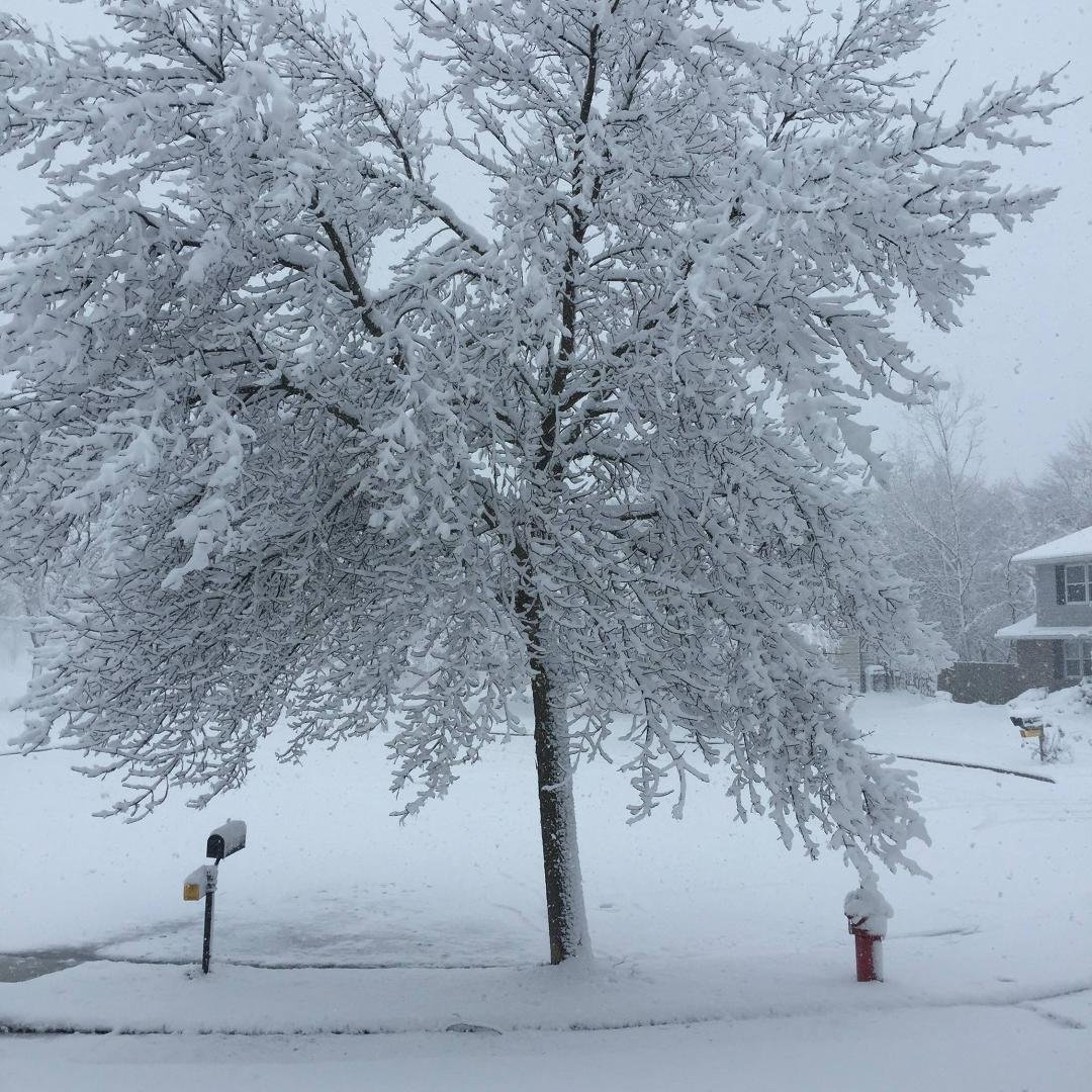 The first snow of the year is always beautiful. Then it's a long drawn-out trudge until spring.