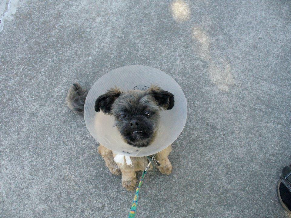 Larry the Dog
(2004?-March 30,2013)