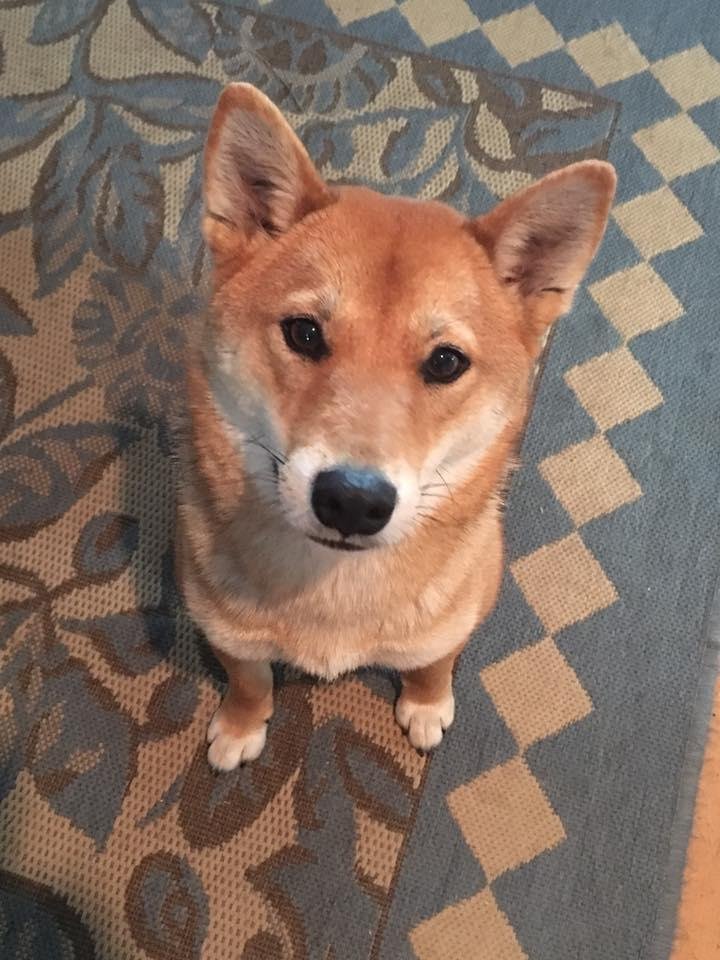 Awww grand pup
