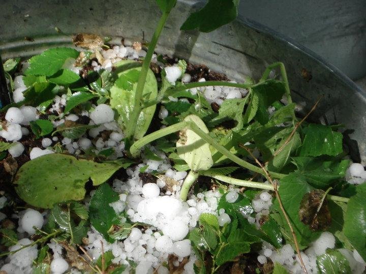 Our pumpkin plant :(