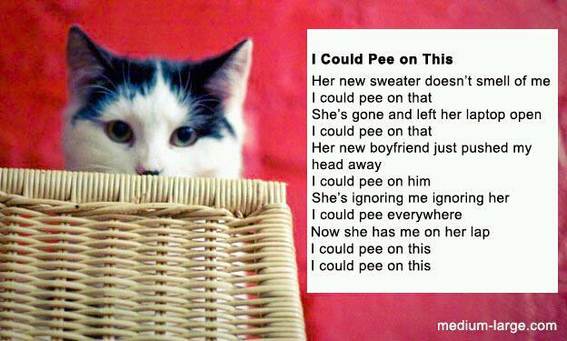 Yep this would be my kitty.