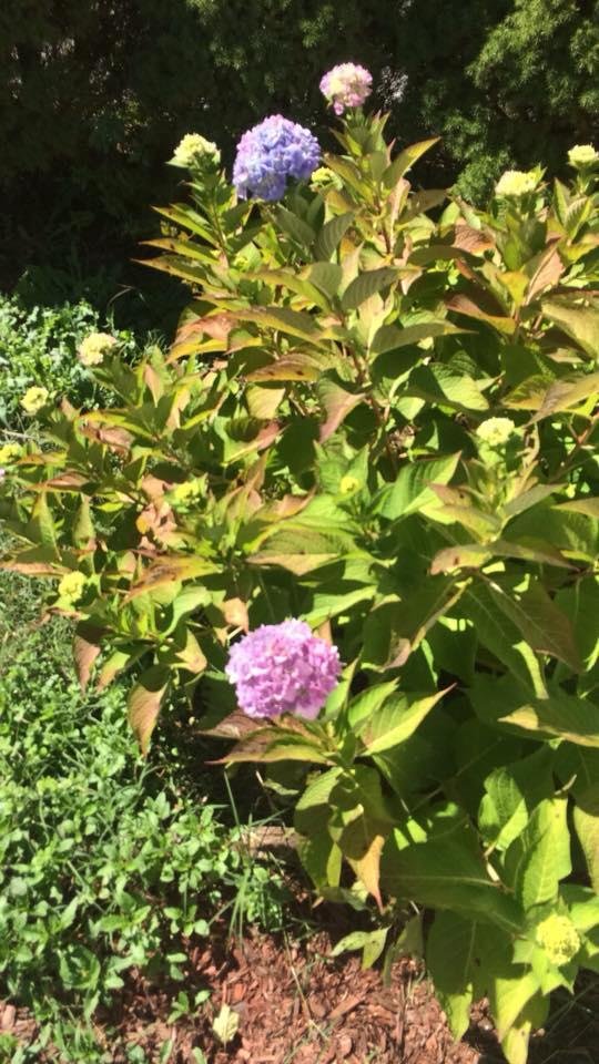 Hoping the rest of the hydrangeas will bloom. It’s going down to freezing tonight.
