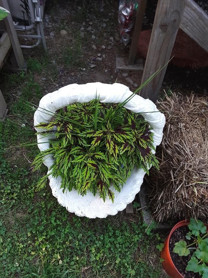 I have never seen or had a coleious like this before, and its growing beautifully in it's new home.