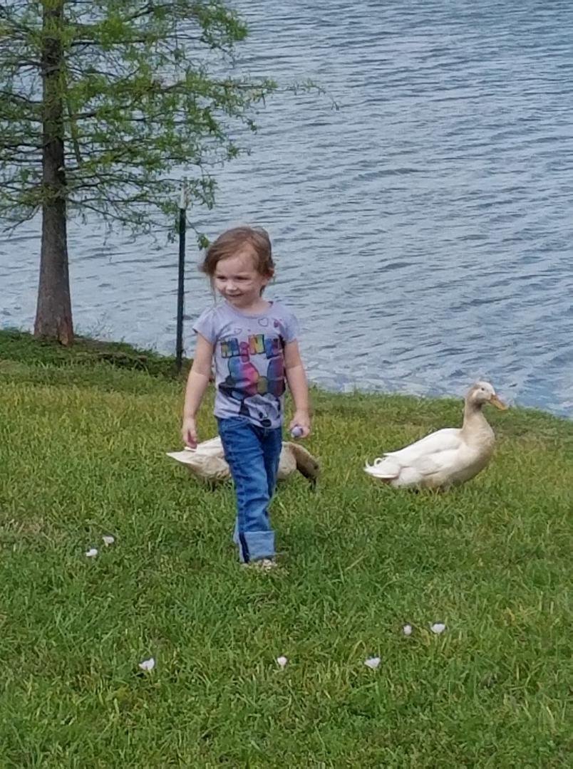 Duck feeding time