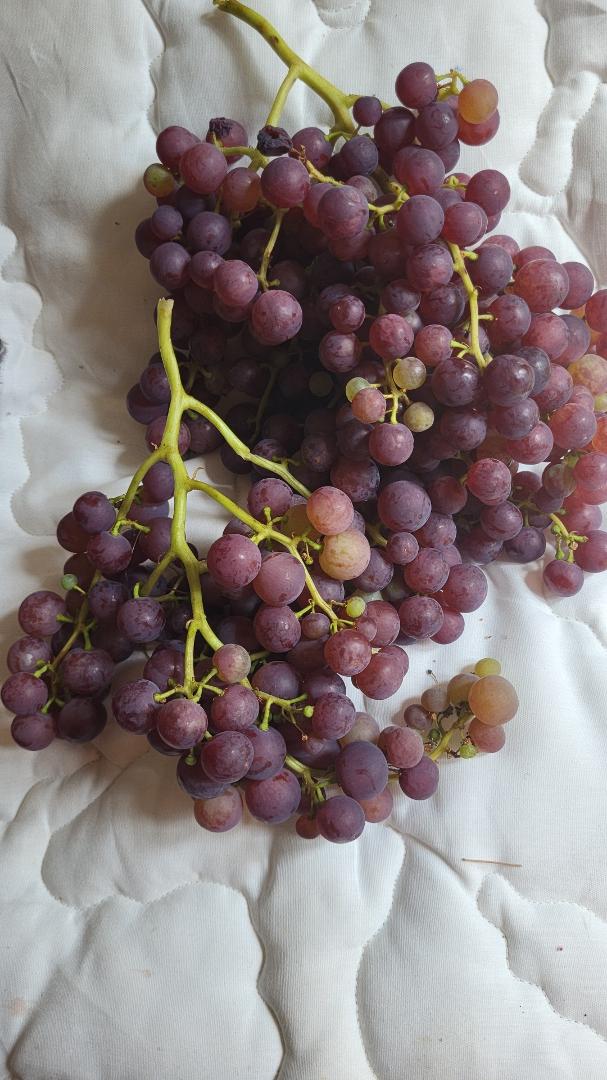An immense grape harvest is in store  this year. Here's the opening salvo!