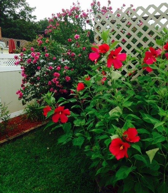 Hibiscus and Rose of Sharon.