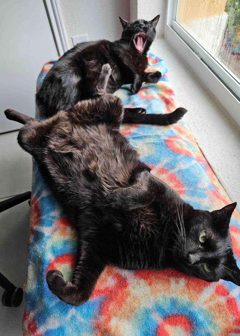 Feline productivity was especially low on this rainy South Florida day.
