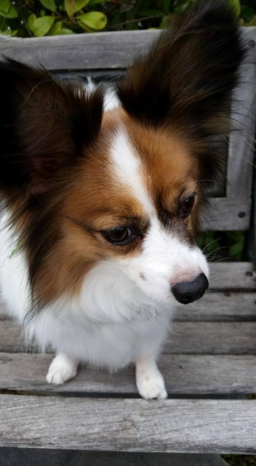 A very pretty girl .
