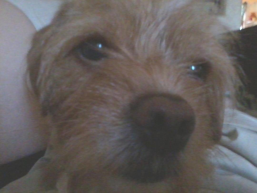 Rufus