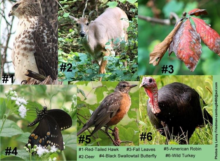 I visited the Pennypack Ecological Restoration Trust in Huntingdon Valley with my buddy, Dwight Molotsky on 9-15-20. We were on a photo-shoot and looking for some wildlife shots. The enclosed photo-collage is a snippet of t
