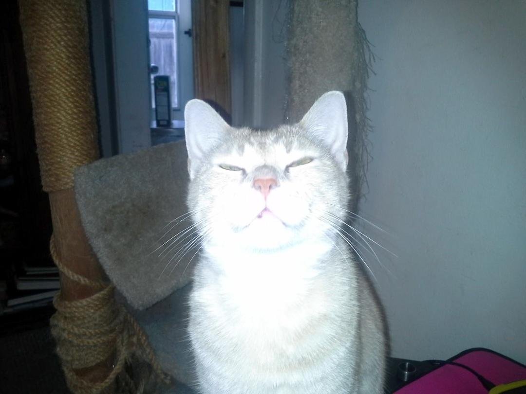 Vampire kitty