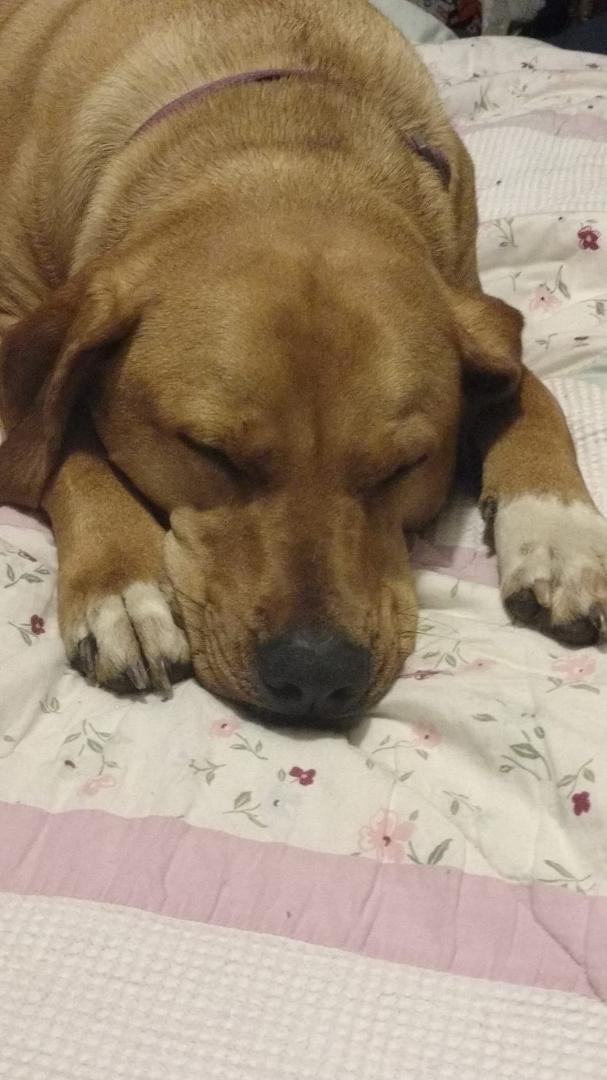 Dog park tired!