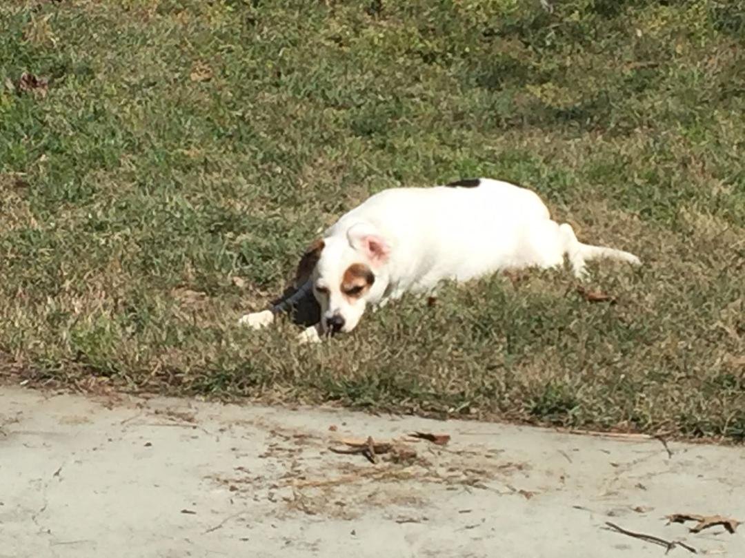 My Precious Jessie Girl passed away from Kidney Failure today...She was the Cooliest dog I ever had...she will be missed...