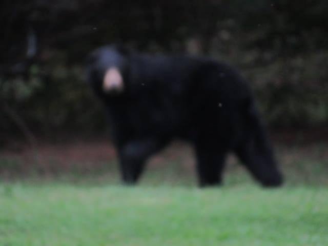 to bad the battery died i could have got some good pictures, you never get to walk up on a bear in the open, and not see it till your way to close to close. concentrating on something else no telaphoto lense on camera