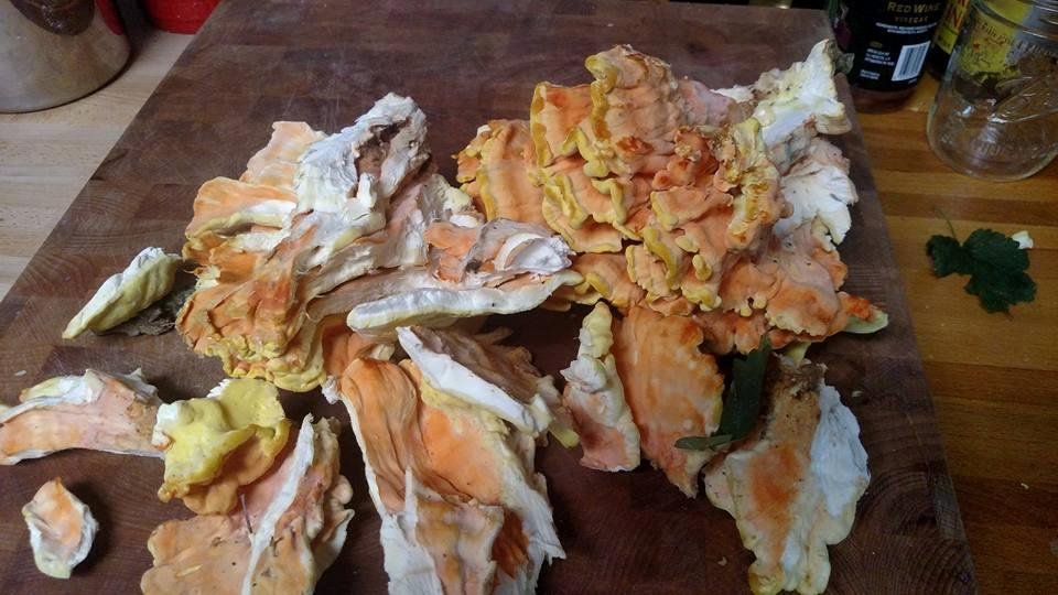 Sulfur mushrooms (chicken of the woods)! I'm going to see if they taste as good as I remember them
