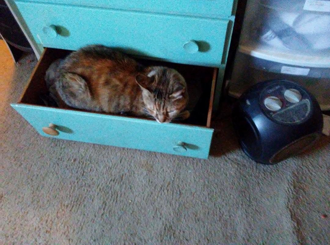 First my keyboard now my underwear drawer and now she is trying to own the phone