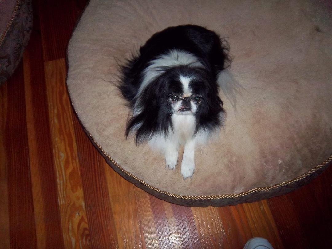 At 6:30 pm Saturday evening our beloved Donald simply went limp in George's arms and crossed over to the Rainbow Bridge.
We are in absolute shock; the tears have yet to stop falling.
Donald was in our life for just over 6