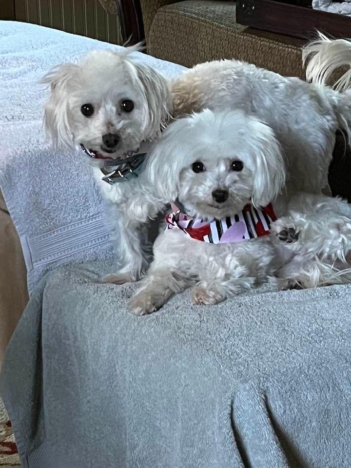 Happy 10th birthday to Jack and Jenny, my pals