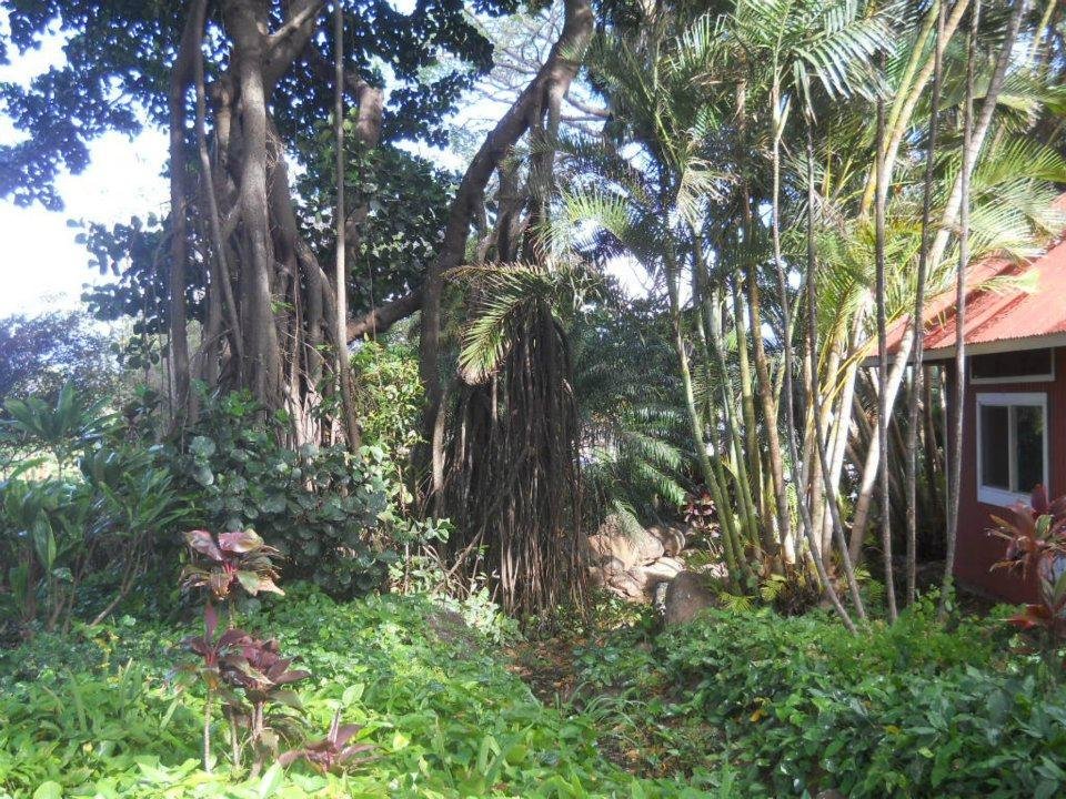 V. Alan Johnson's album, Tropical Plantation