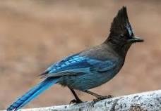 Saw one of these birds this morning. Never seen one before. Really beautiful.