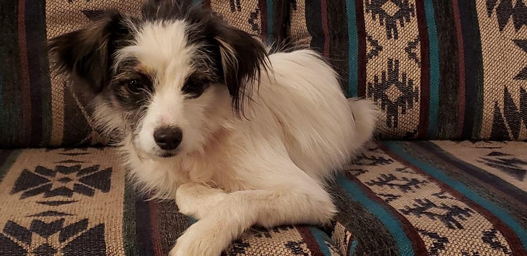 Say hello to our newest family member. 5 month old 6 pound Lola. Poor Bandit took I'll last month. She will now take over his spot in our home. We miss him dearly, but Lola is trying to cheer us up. She has all the energy o