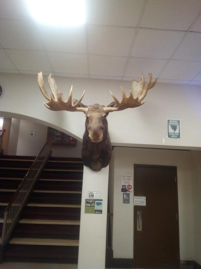 Bullwinkle looks a little stuffed