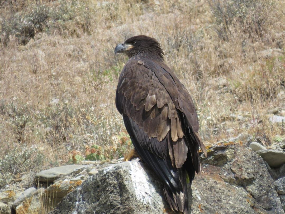 What a gorgeous and regal bird. Many thanks to Jay Johnson for showing me this beauty.