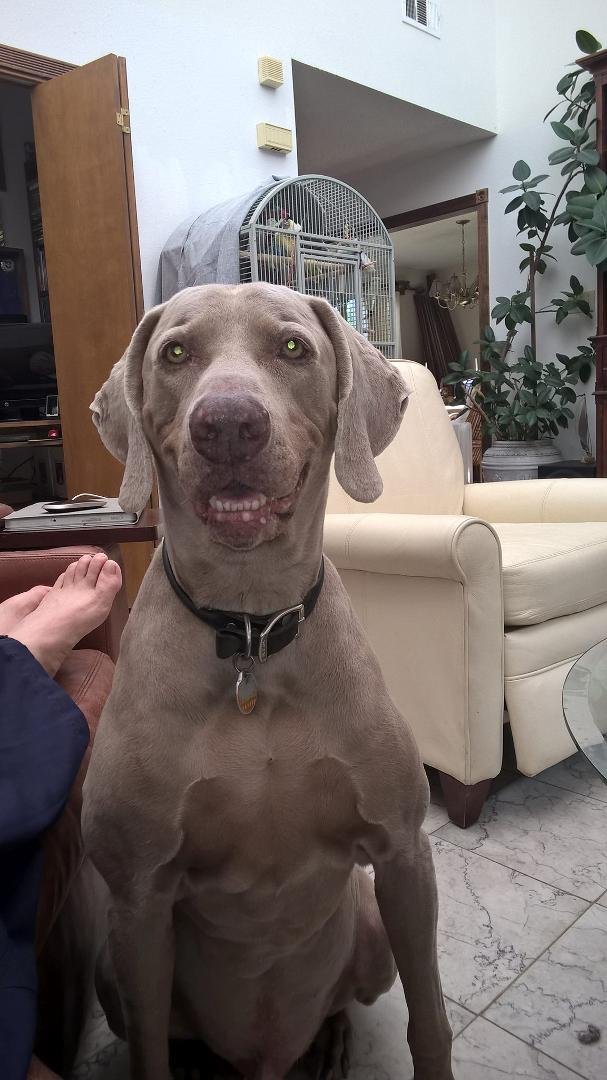 Who's in charge here? Everyday @ 6:45pm this dog sits and stares at me until I get off the sofa and get him his treat.