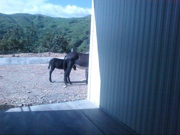 Mother and baby donkey