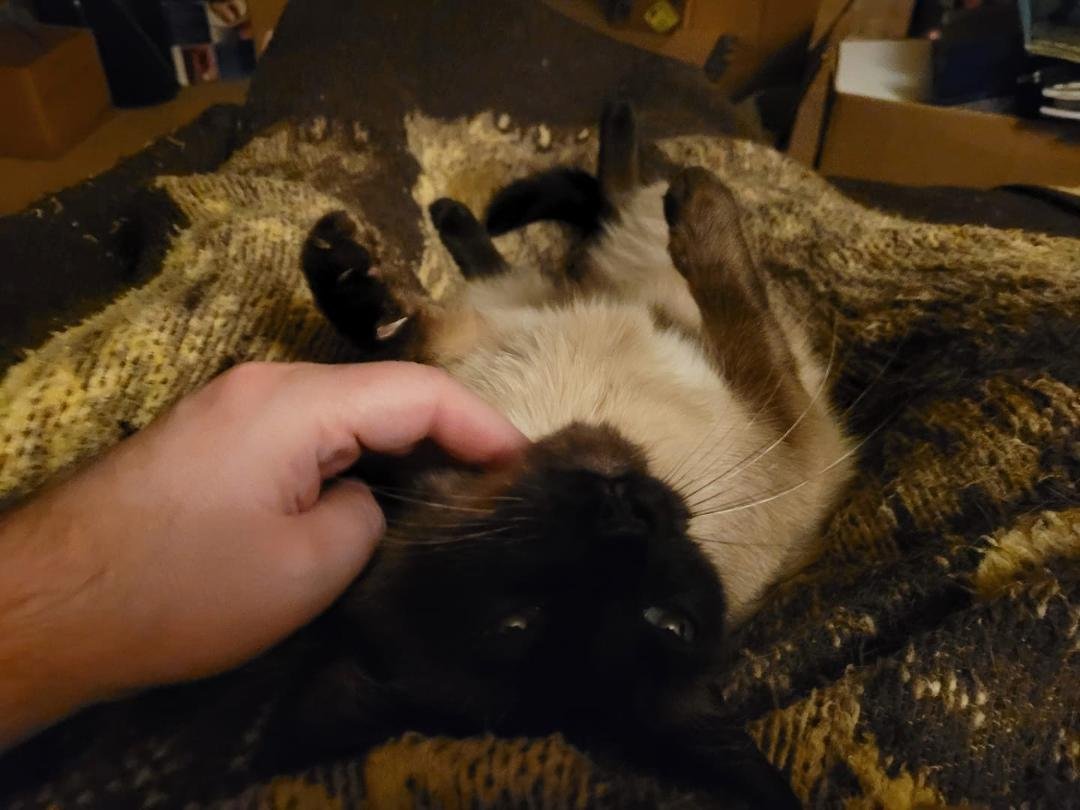 Goofy cat.