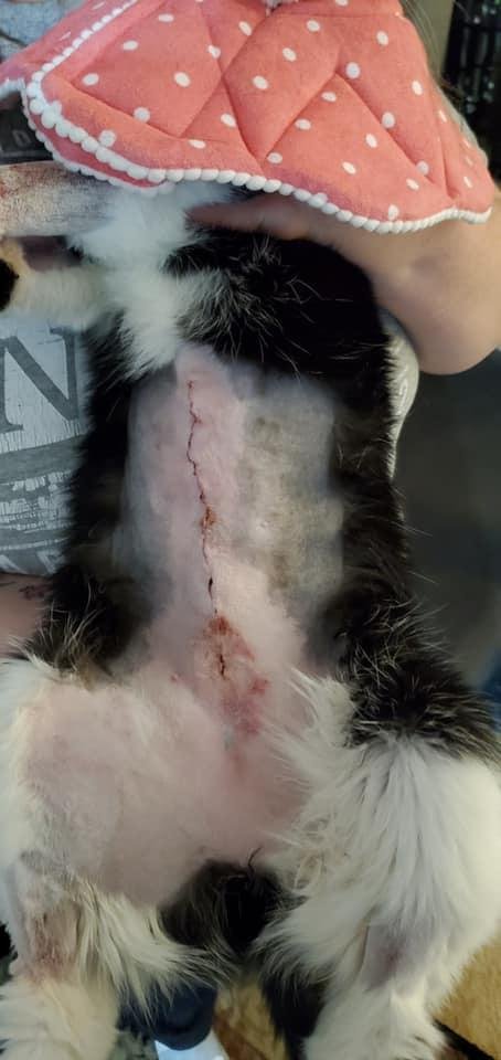 My poor kitty had to have surgery. She decided to eat a long ribbon. It got into her intestines so they had to open her and remove it.