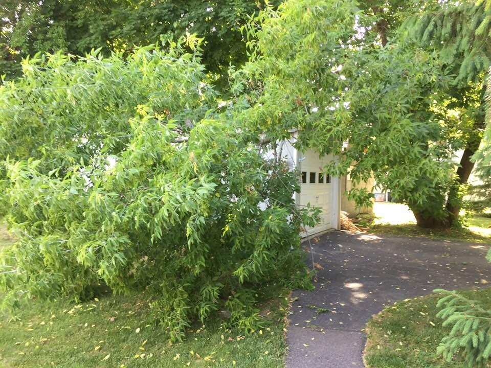 This fell from the other side of the driveway on Sunday afternoon. No rain or wind at the time fortunately though it fell on the cotner of the garage does not appear that it damaged it.