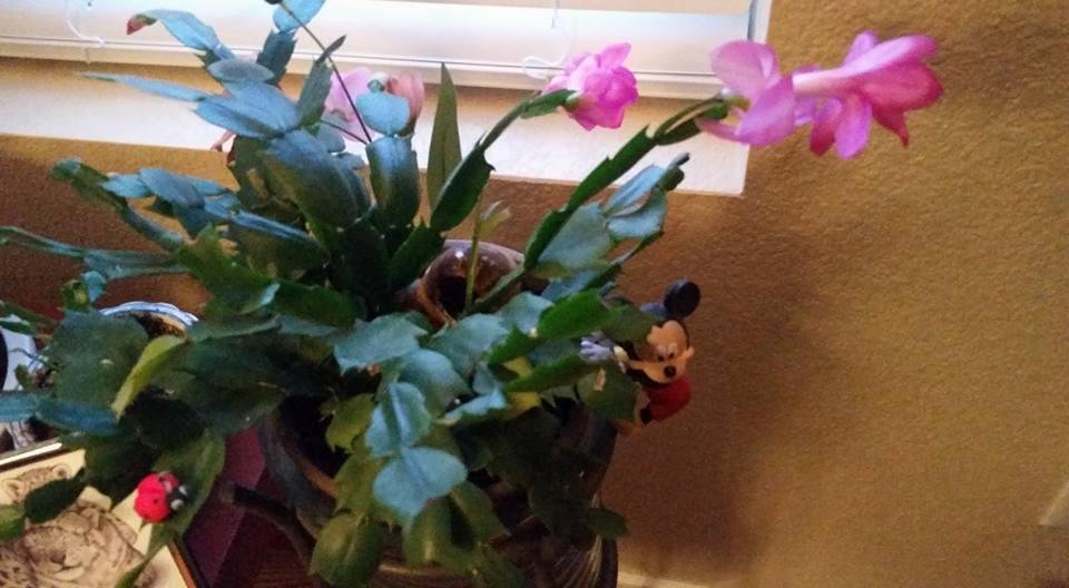 Look at my Christmas cactus blooming in Springtime.