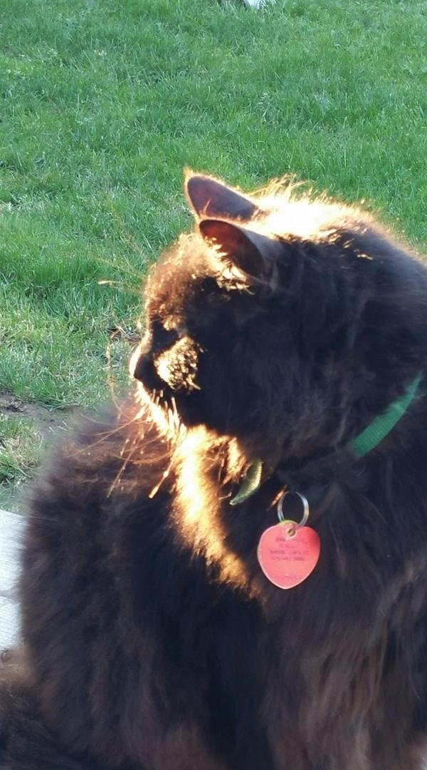 Goodbye Chubby..love you. Chase butterflies in heaven.