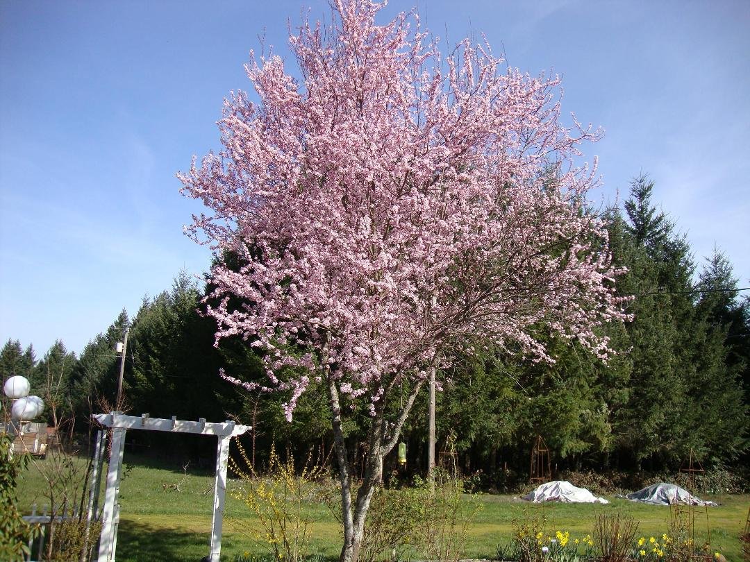 Purple leaved plum in bloom.