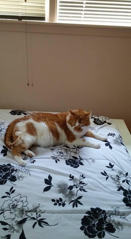 Mr. Kitty loves my new bed.