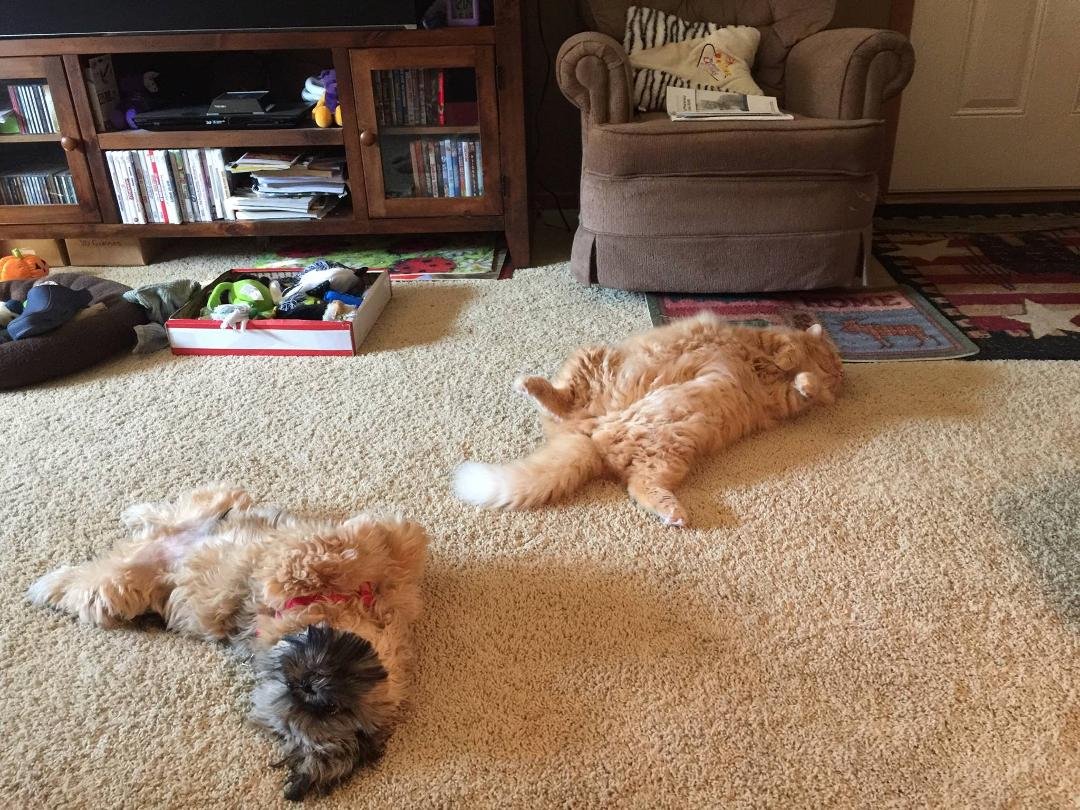 Simba & Nevada are down for their naps.