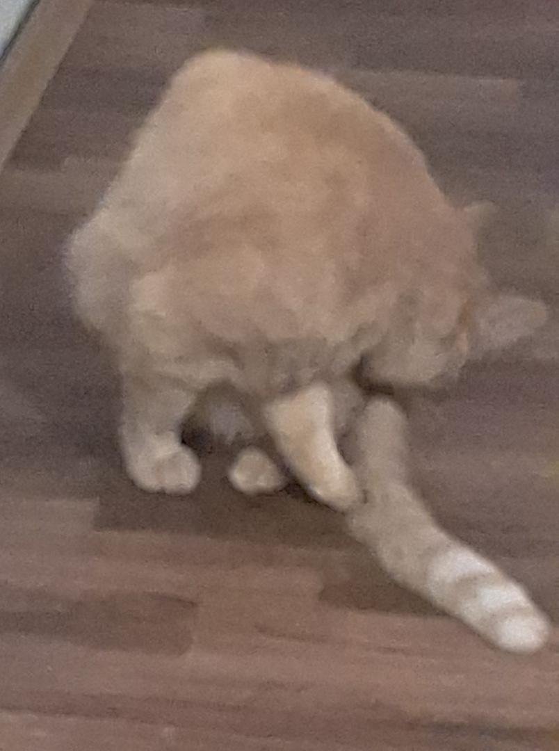 Here is my kitty buddy buddy