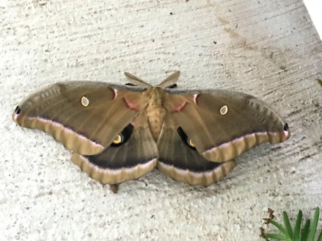 This poor fellows motionless on the front porch I'm guessing he's not long for this world