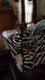 This is what my dog did when I was gone.