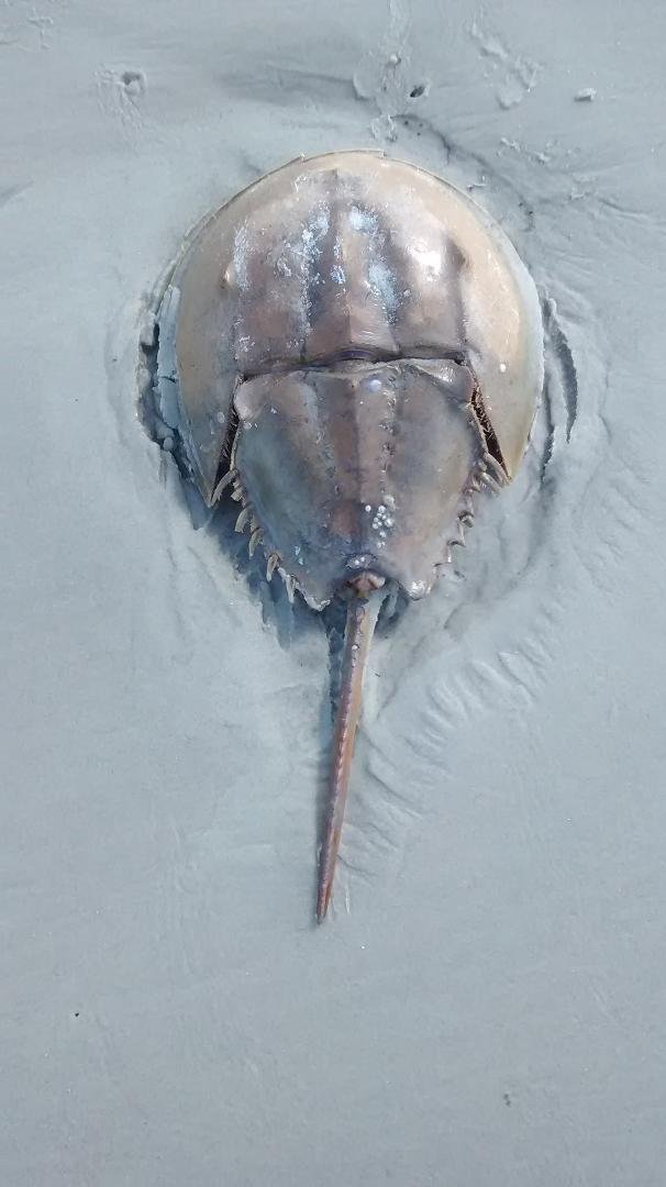 james blount's album, Mobile Uploads