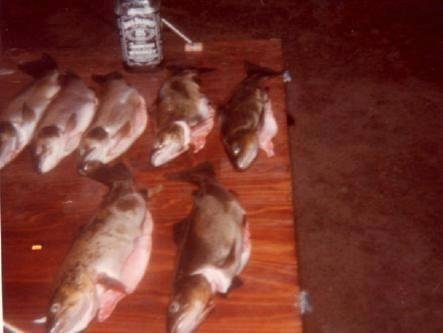 Photo from the golden age of the Hex hatch back in the 1970s. It's almost that time of year again!