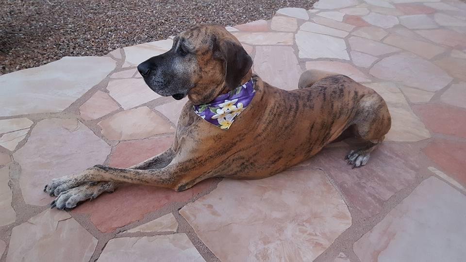 It's a dogs day for Tigerlily.