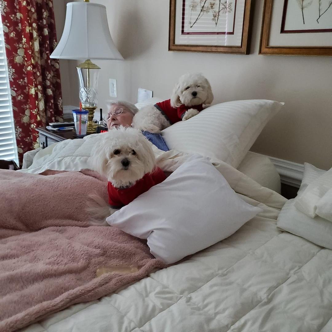 Granddogs have taken over!