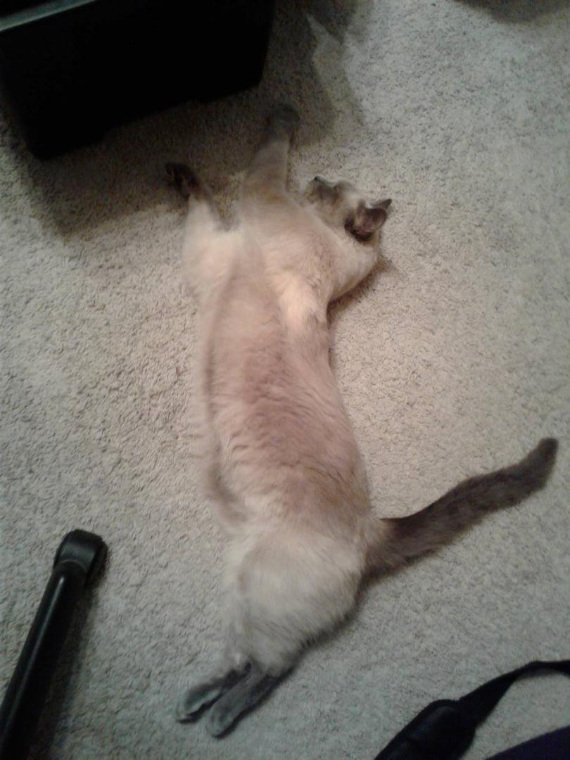 I've been hit!
Ming cat never ceases to amuse me.
He is just too relaxed.