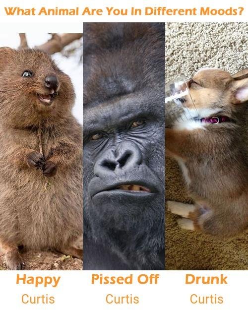 lol