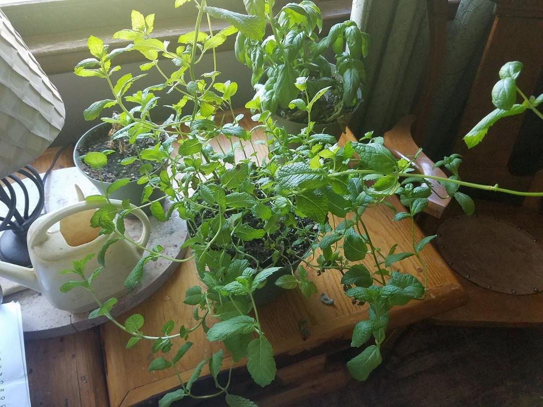 My mint is growing out of control...... should I let it keep growing up or shorten the stems and grow shorter? Which is healthier? Any suggestions?