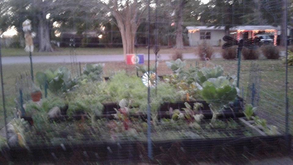 Ellen Hone's album, Mobile Uploads
