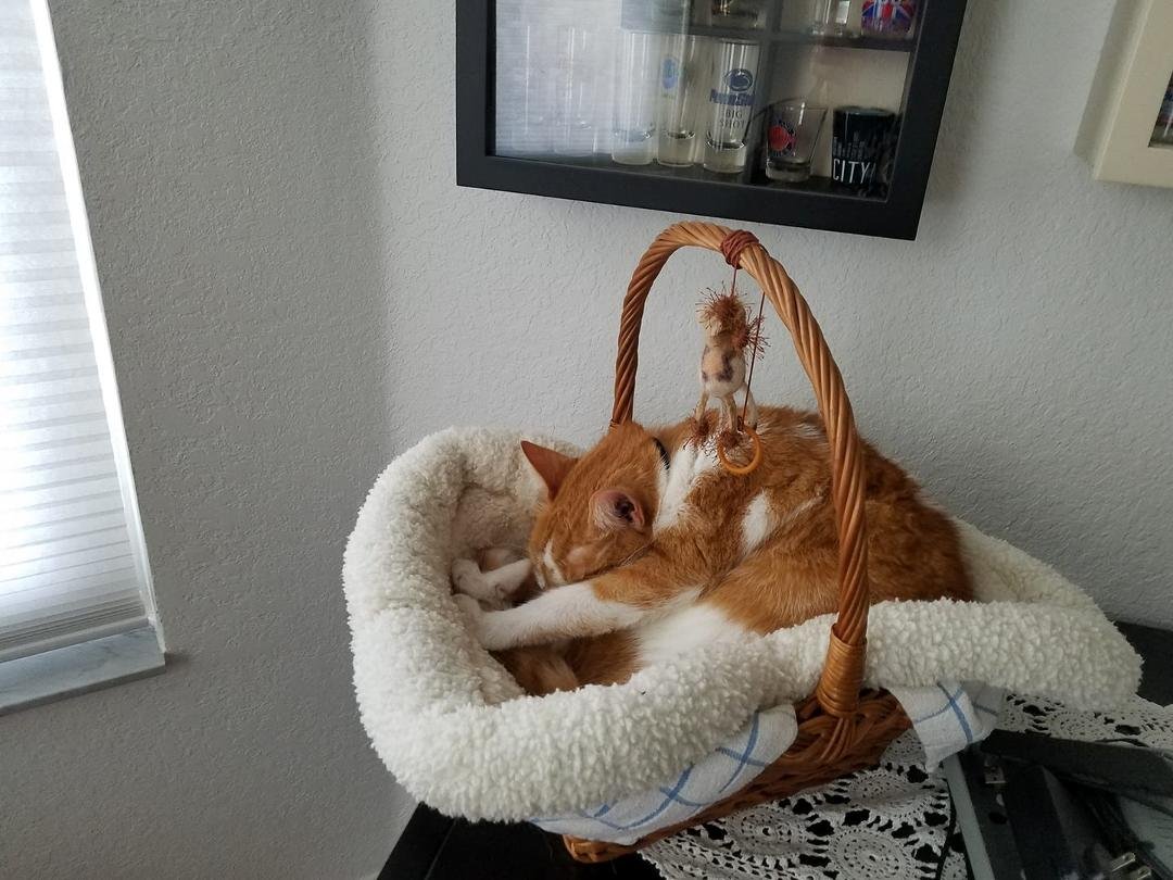 Resting in his basket after leaving the lanai without permission. Just sat outside crying until Blaze alerted me. He loves his brother