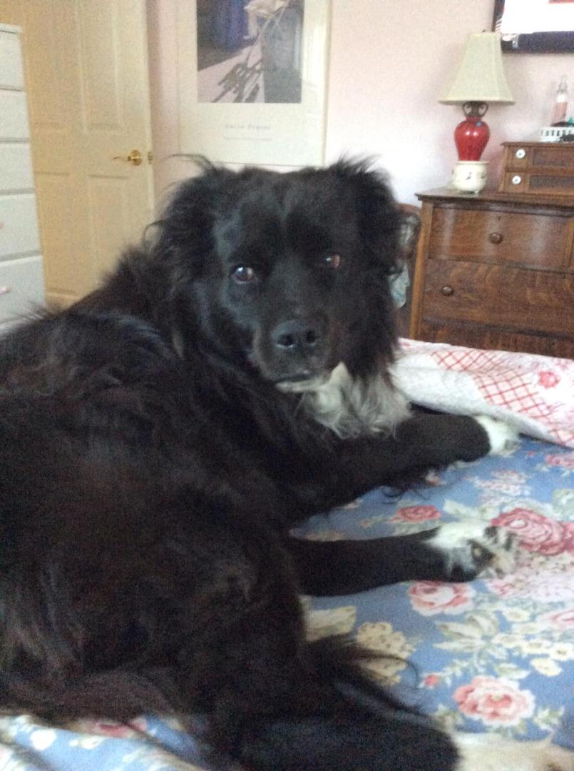 Happy Doggie Day.  My sweet Tucker